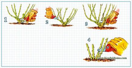 Trandafiri trandafiri de la A la Z, un loc despre o grădină, o reședință de vară și plante de apartament