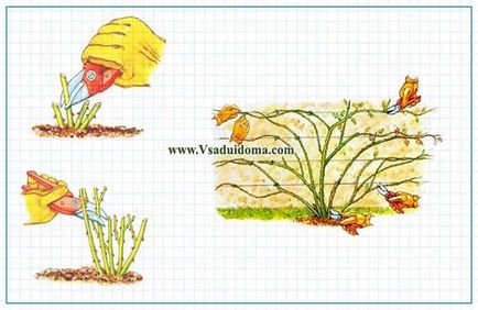 Обрізка троянд від а до я, сайт про сад, дачі і кімнатних рослинах