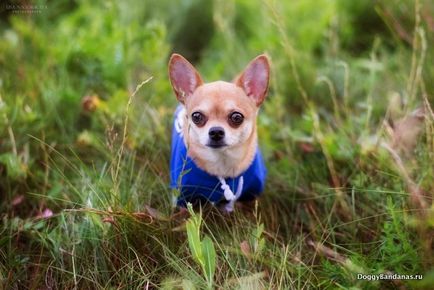 Ruházat Chihuahua - Chihuahua vásárolni ruhát, olcsó online áruház