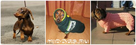 Imbracaminte pentru dachshund dulapul necesar pentru caine (foto)