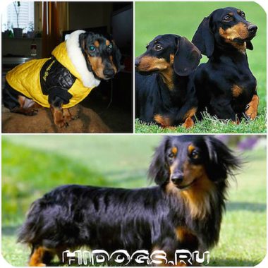 Imbracaminte pentru dachshund dulapul necesar pentru caine (foto)