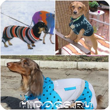 Imbracaminte pentru dachshund dulapul necesar pentru caine (foto)