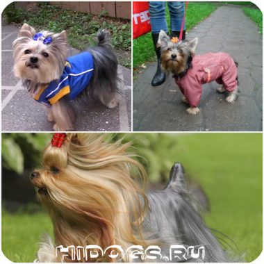 Îmbrăcăminte pentru garderoba Yorkshire Terrier pentru câini (fotografii)