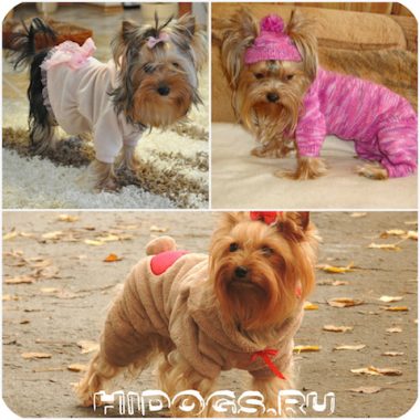 Îmbrăcăminte pentru garderoba Yorkshire Terrier pentru câini (fotografii)