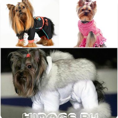 Îmbrăcăminte pentru garderoba Yorkshire Terrier pentru câini (fotografii)