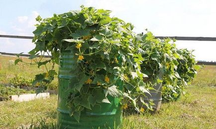 Огірки для відкритого грунту Підмосков'я і для теплиць, вирощування огруцов, розсада