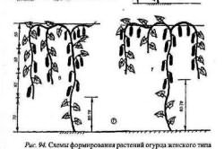 Огірки формування куща, вирости сад!