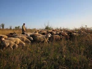 Організація випасу овець, оптимальний розмір пасовища на поголів'я овець