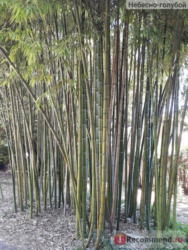 Orto botanico dell universitate di roma la sapienza, grădina botanică din Roma, italia - 