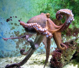 Octopus și caracatiță - cămileoni de mare