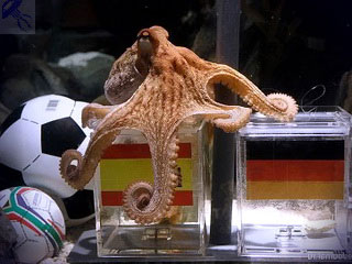Octopus - un mod de viață, obiceiuri, povesti interesante