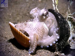 Octopus - un mod de viață, obiceiuri, povesti interesante
