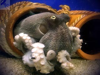 Octopus - életmódbeli szokások, érdekes történetek