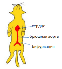 Відрив тромбу або тромбоемболія черевної аорти у кішок (ТЕБа)