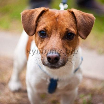 Recenzii ale rasei Jack Russell Terrier