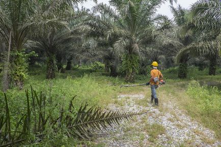 Răul uleiul de palmier este interesant!