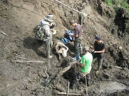 Полювання на мамонта спровокував дефіцит деревини