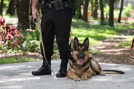 Védelem a terület szolgálati kutyák