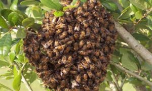 Miere de albine și proprietățile sale