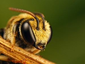 Albirea transpirației cu frecări de artroză, perfuzii și unguente