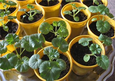 Pelargonium - leírás, ellátás, termesztés és tenyésztés