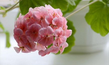 Pelargonium - leírás, ellátás, termesztés és tenyésztés