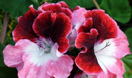 Pelargonium - leírás, ellátás, termesztés és tenyésztés