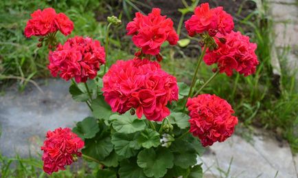 Pelargonium - descriere, îngrijire, cultivare și reproducere