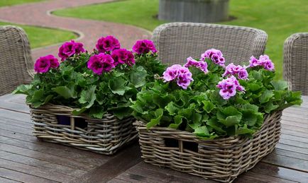 Pelargonium - leírás, ellátás, termesztés és tenyésztés