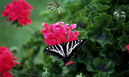 Pelargonium - leírás, ellátás, termesztés és tenyésztés