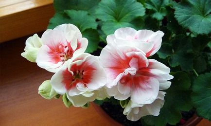 Pelargonium - descriere, îngrijire, cultivare și reproducere