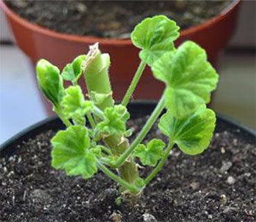 Pelargonium - leírás, ellátás, termesztés és tenyésztés