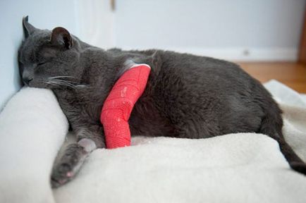 Переломи і вивихи у кішок