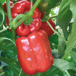 Pepper zab f1 kertészek véleménye, fotók, kitermelés évfolyam