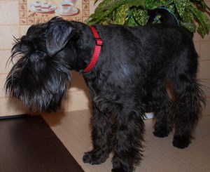 Prima tăiere a unui schnauzer miniatural