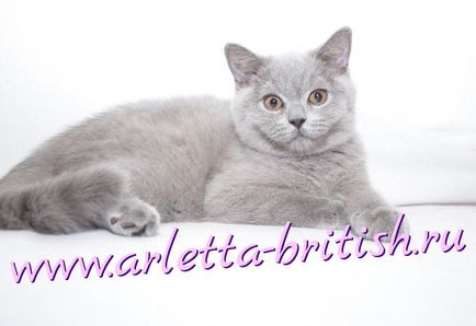 Пет, брід і шоу - розплідник британських кішок - house arletta british