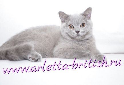 Pat, rasa si spectacol - British Cat Cattery - casa arletta britanica