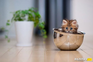 Pat, rasa si spectacol - British Cat Cattery - casa arletta britanica