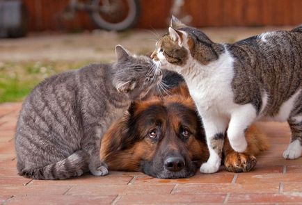 Pylorospasmul la câini și pisici este boala, diagnosticul și tratamentul