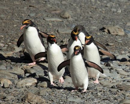 Penguin (spheniscidae) описание, размножаване, снимки, интересни факти