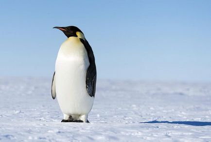Пінгвін (spheniscidae) опис, розмноження, фото, цікаві факти