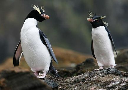 Пінгвін (spheniscidae) опис, розмноження, фото, цікаві факти