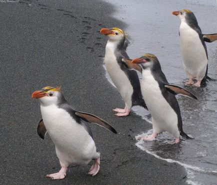 Descrierea pinguinului (spheniscidae), reproducerea, fotografia, fapte interesante