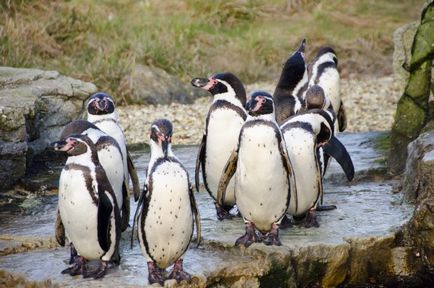 Descrierea pinguinului (spheniscidae), reproducerea, fotografia, fapte interesante