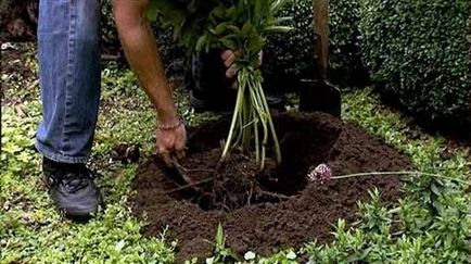 Bujorii de plantare și îngrijire pentru plantele erbacee și dendritice