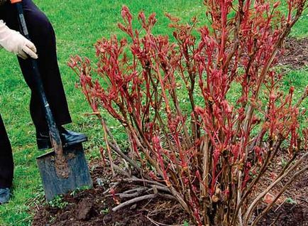 Bujorii de plantare și îngrijire pentru plantele erbacee și dendritice