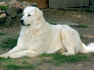 Піренейський гірський собака, породи собак, тварини та породи