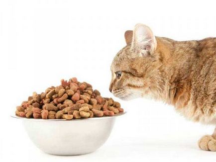 Hrănirea pisicilor și pisicilor domestice - 7 mituri