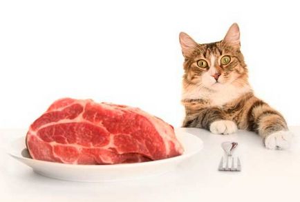 Харчування домашніх кішок і кошенят - 7 міфів