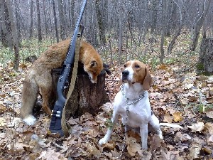 Плюси і мінуси естонських гончаків в полюванні